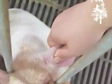 这种情况还有救吗? #动物 #动物科普 #保护动物 #涨知识