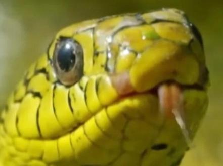 王锦蛇简介3/3 #王锦蛇#百蛇之王 #守护镜头里的动物 #爬行天下动物科普 #菜花蛇 “百蛇之王”菜花蛇实力全靠吹,不仅不是毒蛇克星,反倒被毒蛇追着吃···