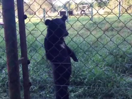 这头黑熊直立行走,远看还以为是个人,背后的真相让人心酸!