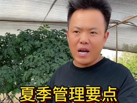 #牡丹夏季管理 #牡丹夏季养护
第一年种植的牡丹 夏季是个考验!夏季的牡丹管理你又知道哪些?
#牡丹养护方法 #牡丹叶片发黄