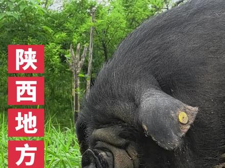 陕西镇巴地方猪种2000多年历史了,有喜欢的吗?#内江黑猪#汉江黑猪#保护老品种