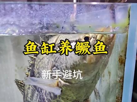 新手养鳜鱼,五个坑踩一个就翻缸!
一、大换水——整缸换自来水,鱼应激暴毙,必须等温曝气。
二、喂活泥鳅——不杀菌不除粘液,泥鳅钻肠死给你看,浓盐水泡20分钟!
三、看颜值混养——比它小的当点心,比它大的打到残,单养保平安。
四、乱下药——鳜鱼耐药性极差,盐都算猛药,能物理别化学。
五、高密度——能吃能拉,过滤一崩团灭,一米缸只养一条。
别人养鱼靠技术,你养鳜鱼靠避坑。关注我,省下买鱼钱!
#养鳜鱼 #原生鱼 #养鱼新手 #避坑指南 #鱼缸