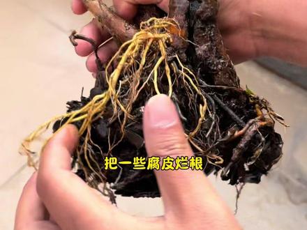户外如何水培水杨梅?入缸之前如何处理?分享给大家借鉴下🌿#水培水杨梅#挺水植物#生态缸#露台鱼池#治愈系