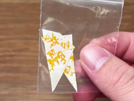 第一次养黏菌就差点全军覆没了 #玩个很新的东西 #黏菌