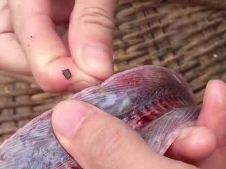 #鳝鱼 #寄生虫 黄鳝身上的寄生虫 你还敢吃不