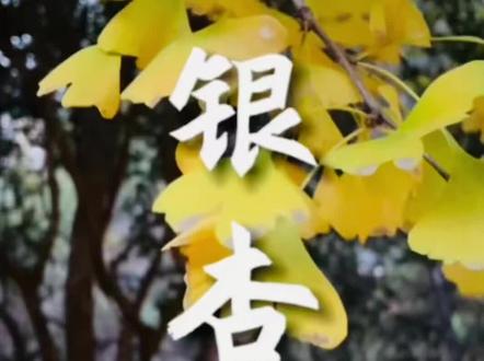 银杏 每天认识一种中药材,今天认识一下银杏树。银杏树,大家都非常熟悉,但是对于他的果实,白果的功效可能了解的不一定十分全面,希望这个视频能起到一点普及的作用,如果能为大家提供一些帮助,也是我们的初心。#中药科普 #常见的中草药 #采药人