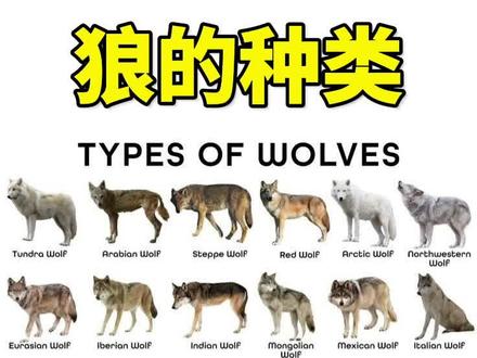 狼的种类,认识一下狼
