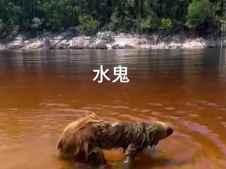 这就是传说中的水鬼,从古至今,人们对它总是心生畏惧