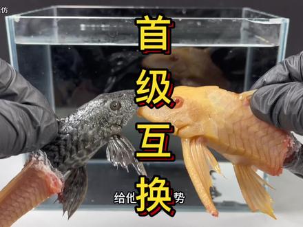 清道夫奇葩实验#清道夫 #清道夫奇葩试验 #清道夫消灭计划 #趣味实验 #瓜子二手车