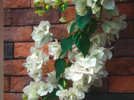 OPPO大师模式拿捏教程 #随手拍 #教程 #findx8 #哈苏