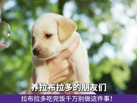 拉布拉多吃完饭千万别做这件事!#是宠物也是家人 #拉布拉多 #狗狗 #拉布拉猪 #不养狗不知道养狗的乐趣