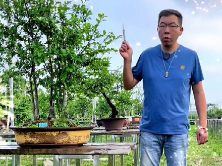 #老鸦柿#盆景#@DOU+小助手 @抖音创作者学习中心