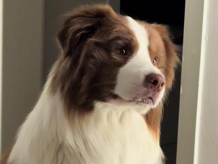 再见了狗儿子
到现在我们都不敢接受这个事实
张金宝于2026年3月11日中午离开人世
他是在最开心的时候走的,没什么痛苦
在走之前没有狰狞没有大小便失禁,很体面的孩子
从倒下抽搐到死亡只有一分钟不到,到医院急诊也来不及了
医生说可能是急性心脏病发作
张金宝在活着的这两年去过海边爬过山、去遍城市和草原,天南海北的玩,有爱他的亲人和挚友,这辈子也是痛快洒脱,就连走也是干脆利落
现在回想那一天仿佛都是被安排好的,金宝在临走的时候跟所有的好朋友都告别了
可是你怎么舍得爸爸妈妈!你走了爸爸妈妈的心掉了块肉,你怎么这么急性子啊!
如果真的在天有灵,请保佑我的孩子,让他继续幸福快乐吧!金宝记得多回来看看爸爸妈妈,我们真的很想你