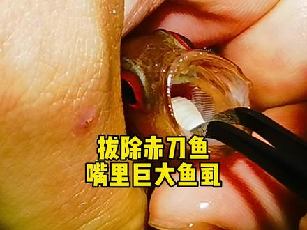 拔除赤刀鱼嘴里巨大鱼虱 #鱼虱 #寄生虫 #缩头鱼虱 #frank的私人水族馆