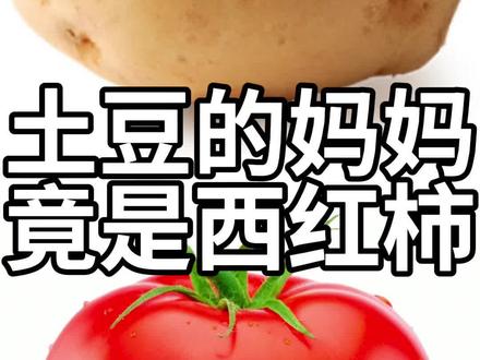 土豆的妈妈竟是西红柿