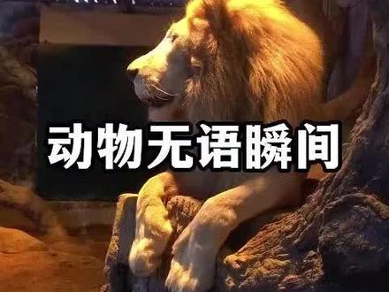 动物:我不是人,但你更不是人。