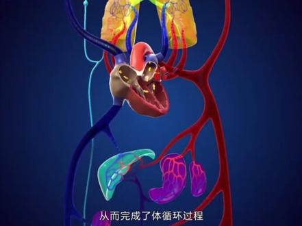 带你了解,人体的循环系统#健康#医学科普#涨知识#心脏#金秋说健康#体循环#养生顺口溜@抖音小助手
