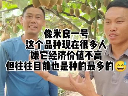 米良一号猕猴桃适应广,好管理,产量高,味道不错,不管是家庭种两颗还是建园都是首选的品种😄#农科院湘原果苗场#猕猴桃苗#果苗供应 #果树苗 #果苗 #果树种植