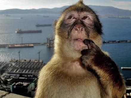 为何网络热梗总有猴子?那些火出圈的灵长类动物…… #meme #猴子 #猩猩 #动物 #梗