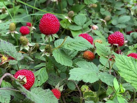 蓬蘽又红又大又多,做成又甜又酥的蓬蘽馅饼,美味的童年野果子 #覆盆子 #野草莓 #蓬蘽 #乡村美食 #家乡野果