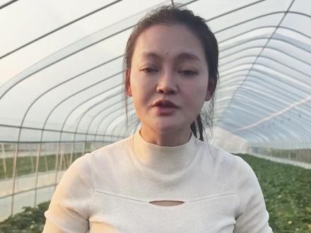 农产品的谣言何时休?漂亮好吃,这是科技的进步和农民辛苦的付出 换来的!#草莓 #张婷同学 #食品安全 #农业
