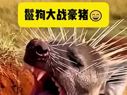 鬣狗大战豪猪 #搞笑配音 #搞笑视频 #搞笑动物配音