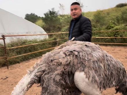 上门拔毛,回收鸵鸟羽毛…