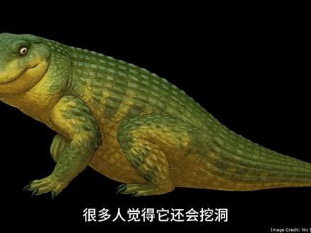 你鳄鱼叔叔没变过?错了 #科普 #知识 #鳄鱼叔叔 #鳄鱼 #动物
