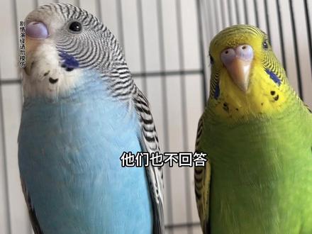 我养了两只虎皮鹦鹉…… #碎嘴子 #养鹦鹉