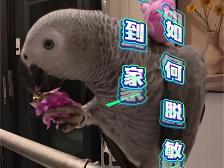 非洲灰鹦鹉脱敏教程,一学就会#手养鸟 #养鸟日常#训鸟