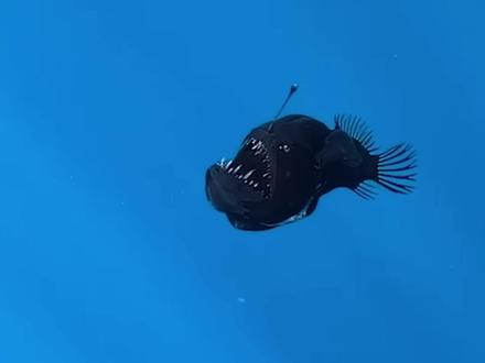 来自地狱的魔鬼鱼——鮟鱇鱼#海洋 #鮟鱇鱼 #海洋动物 #科普