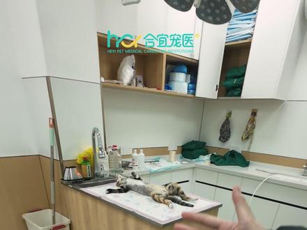 猫咪:还我妈生🥚 #临沂 #绝育完的猫咪 #宠物医院的日常 #临沂合宜宠医#抖音新春吃喝玩乐节