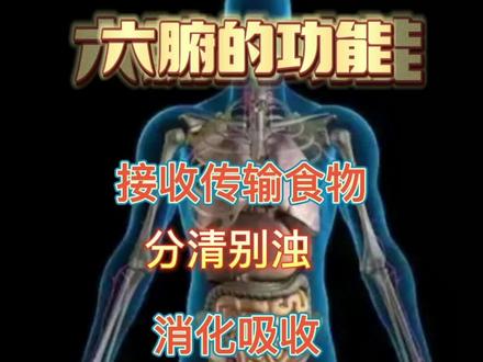 我们都应该了解身体的五脏六腑的功能,前面分享了五脏功能,今天分享六腑的功能给大家吧#愿所有人平安健康 #传承中医文化 #健康 #医学科普 #养生
