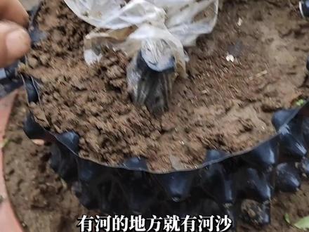 种植金弹子生桩,赤玉土、风化土、河沙优缺点分析#金弹子