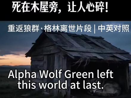 狼王格林拒随狼群迁徙,独守草原小木屋三年盼与主人重逢,最终长眠于这份跨越物种的深情守望里。Alpha Wolf Green refused to migrate with the pack, guarded the grassland cabin alone for 3 years longing to reunite with his human mother, and finally rested in this profound cross-species vigil.这份跨越物种的深情守望,让你对“陪伴与离别”有了怎样的新感受?