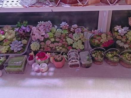 夜晚浇水后的碎碎念 #捕虫堇 #多肉 #食虫植物 #苔藓 #狸藻