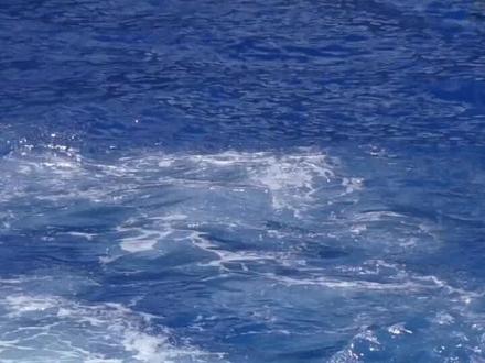 鲸鱼心跳只有每分钟10次#涨知识 #科普 #动物世界 #海洋生物 #科普一下 #动物 #神奇动物在抖音 #不可思议 #动物科普