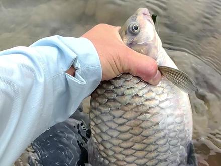 有这种吃痕的地方,清波少不了#盘车溪流钓 #户外野钓#清波鱼