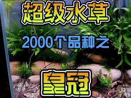 水草种植经验分享#草缸造景 #水草缸 #鱼缸里的大自然 #草缸