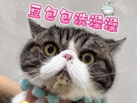豆包包洗澡澡,每帧都是表情包,太可爱了 #瞧这小眼神 #我的大脸猫 #洗香香 #可爱到爆炸💥