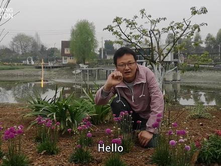 观花观叶的海石竹,花期长花量大,一朵花就是一个棒棒糖