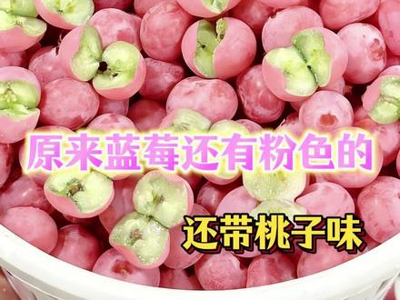 原来蓝莓还有粉色的?还带桃子味!#万万没想到#娱你安利#美食#蓝莓