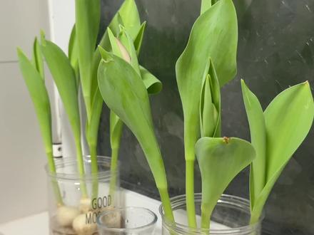 #自家种植 #郁金香 水培郁金香长的好快!不过这个花苞颜色是不是确定红色无疑啦?