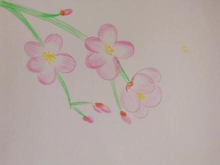 小美晨的美术课~杏花 #儿童简笔画 #零基础学画画 #彩铅手绘