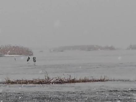 2025年12月12日今天下起了大雪,新乐大沙河里发现黑天鹅 #天鹅 #下大雪 #风景线 #新乐大沙河 #沙河桥