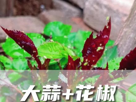 大蒜+花椒,养花驱虫小能手#绿植花卉 #家庭养花 #我的花花草草🌸🌸