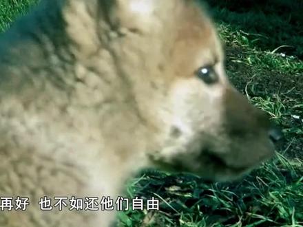 格林的孩子,福仔、双节棍、飞毛腿、小不点命运,福仔为了保护弟弟小不点,被死牛贩子爆头……
#格林