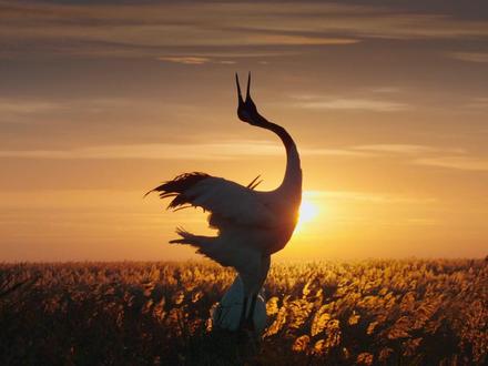 黑颈鹤是威宁的老朋友,这群可爱的小精灵每年冬天,不远万里,从若尔盖飞往草海来越冬! #候鸟 #迁徙 @阿鲁阿卓