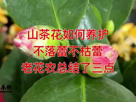 山茶花如何养护,不落蕾不枯蕾,老花农总结了三点 #养花小知识 #分享家庭养花知识
