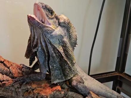 今天这是咋的了?#伞蜥